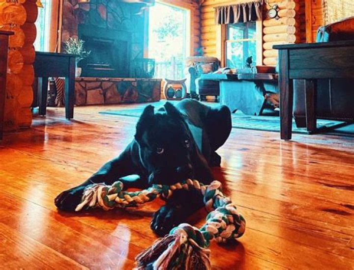 Alan Ritchson Pets - Celebrity Pets