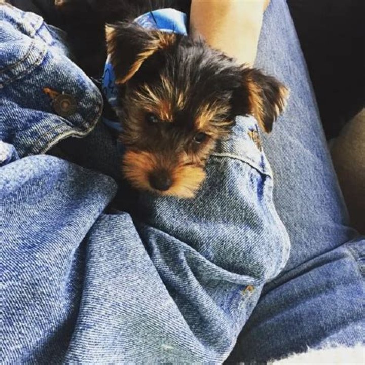 Bella Hadid Pets - Celebrity Pets