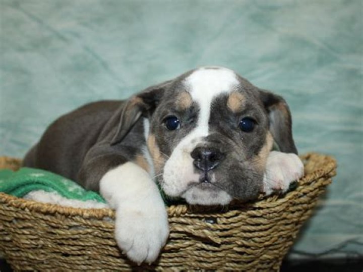 Britain Dalton Pets - Celebrity Pets