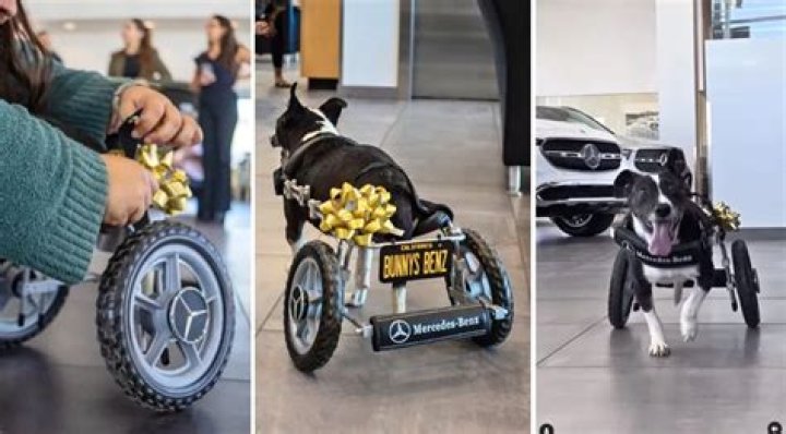 Bunny’s Benz: Disabled Rescue Dog Gets Custom Mercedes Wheelchair