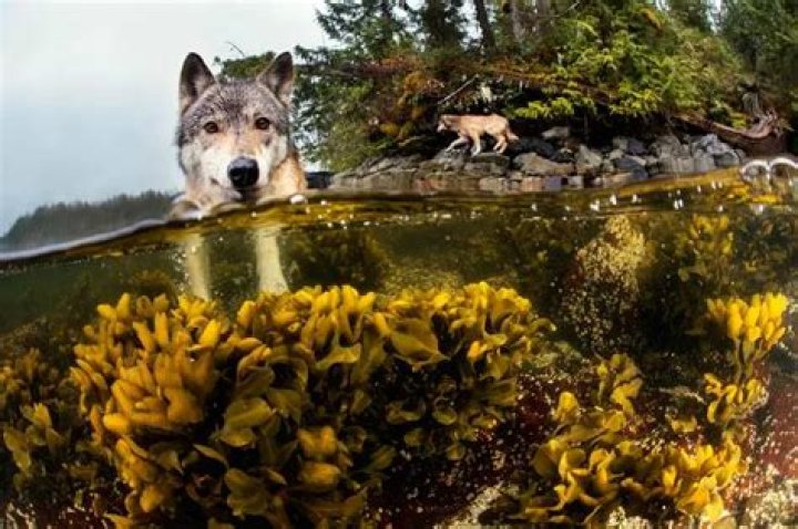 Check out these badass “sea wolves” that hunt underwater