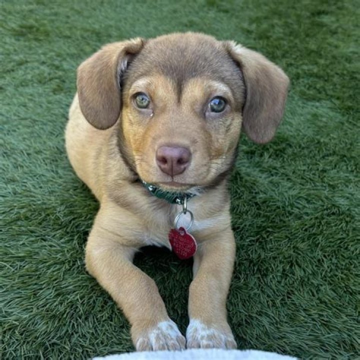 Chris Evans Shares Video of Dog Adoption That Will Tug on Your Heartstrings