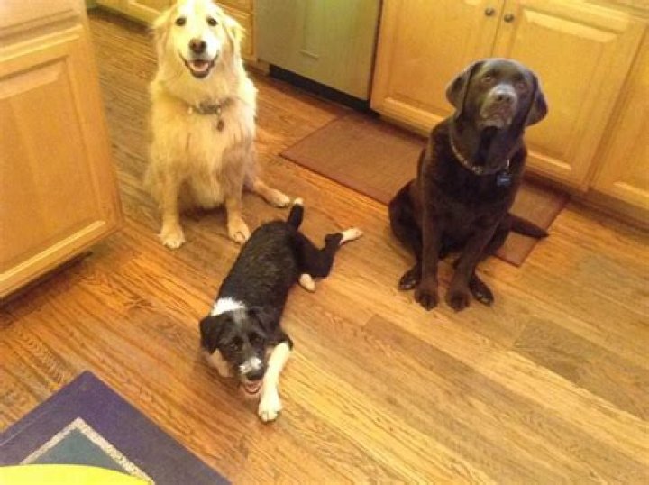 Daniel Stern Pets - Celebrity Pets