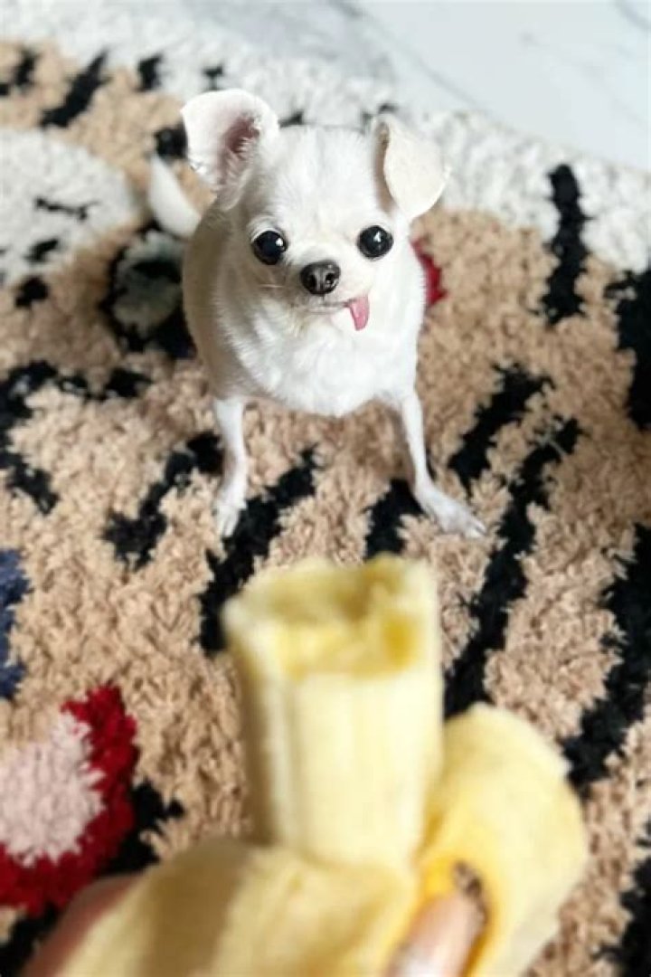 Dobby the Chihuahua’s Tongue Waggin’ Banana Obsession is Charming Audiences