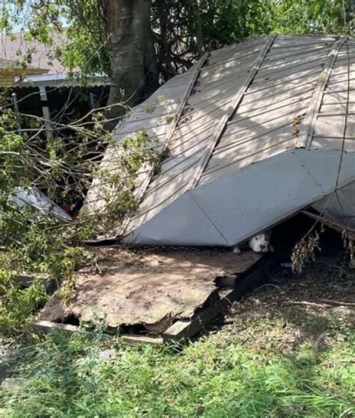 Dog Survives for Weeks Trapped Under Collapsed Shed After Hurricane Ida