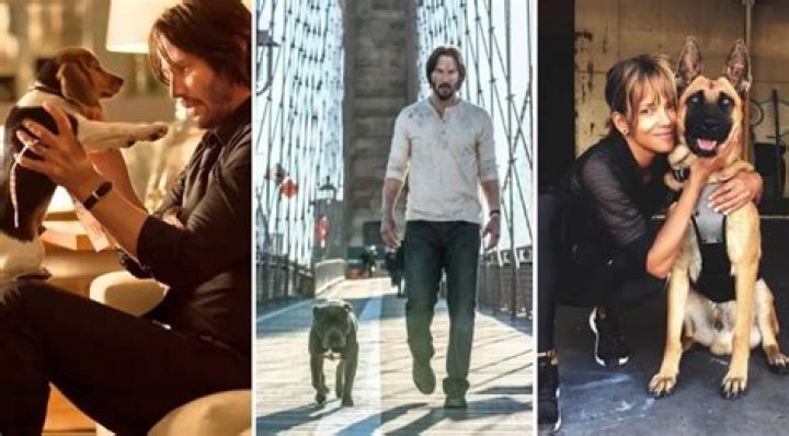 Dogs of John Wick: The Definitive Guide to the Dogs of the Films and Cast