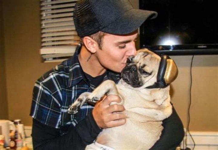 Doug the Pug, Lover of Pizza, Donuts, and Internet Fame with over 5 million Followers