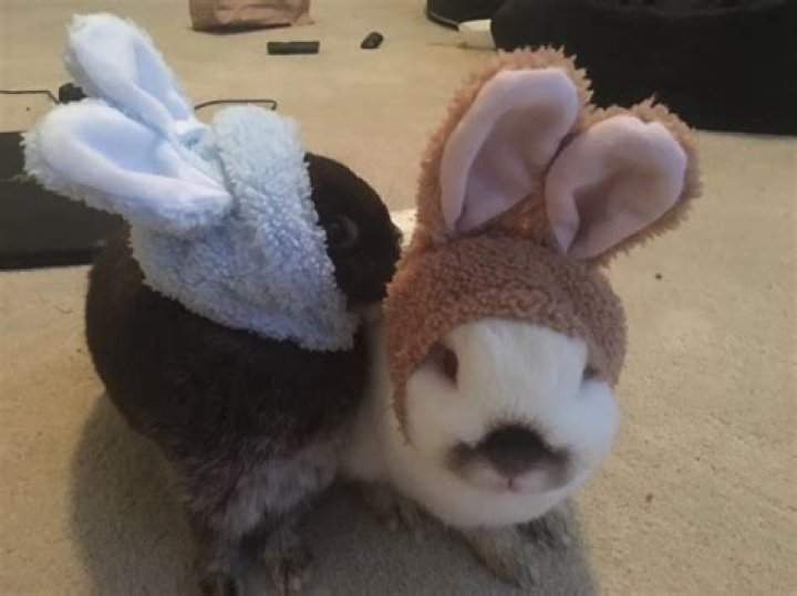 Emiru Pets - Celebrity Pets