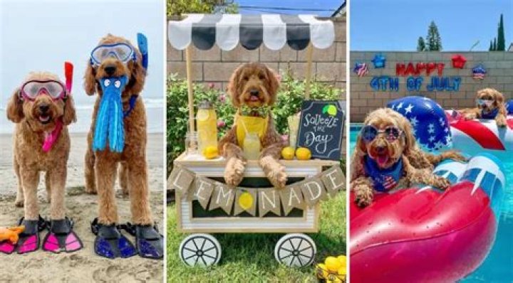 Enjoy an Endless Summer Through the Life of Goldendoodles Lincoln & London