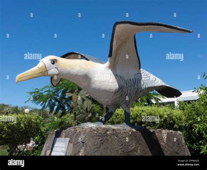 Galapagos's Waved Albatross: Exploring Galapagos Islands' Birds | Celebrity Cruises