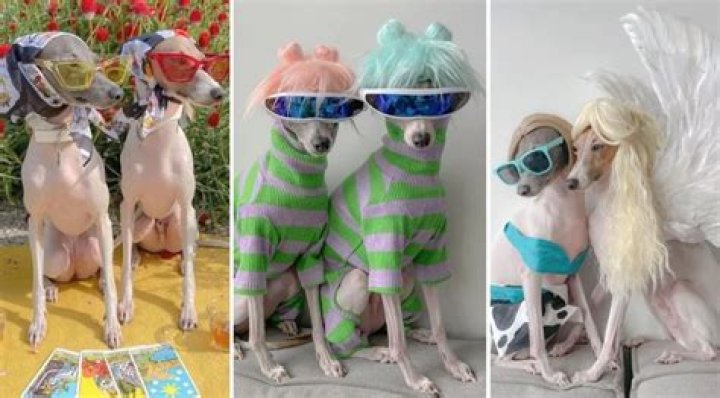 Ghost and Wren are Greyhound Siblings Living a Fashion Fairy Tale