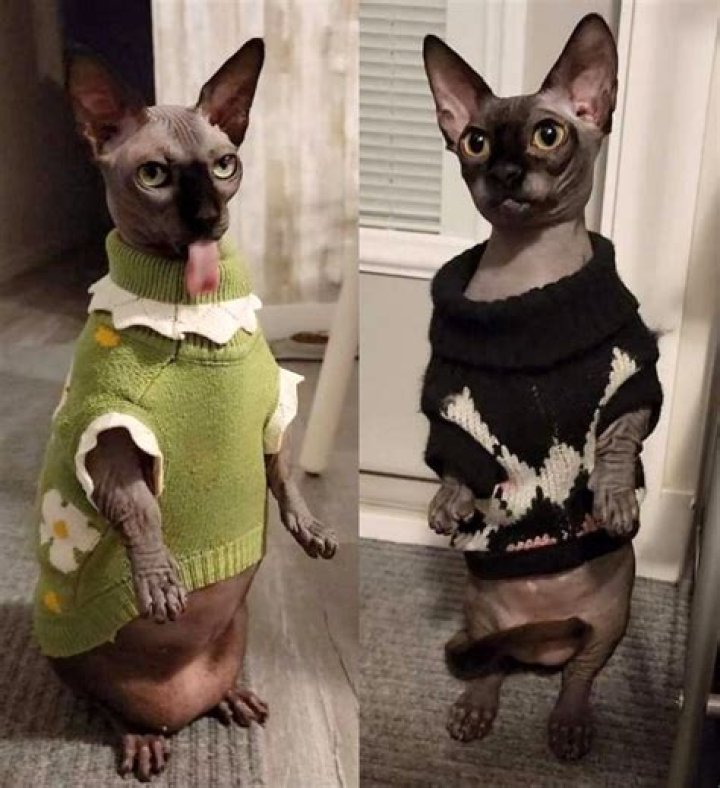 Interview with Bambam the Hairless Munchkin – A Sassy Talking Sweater-Wearing Cat