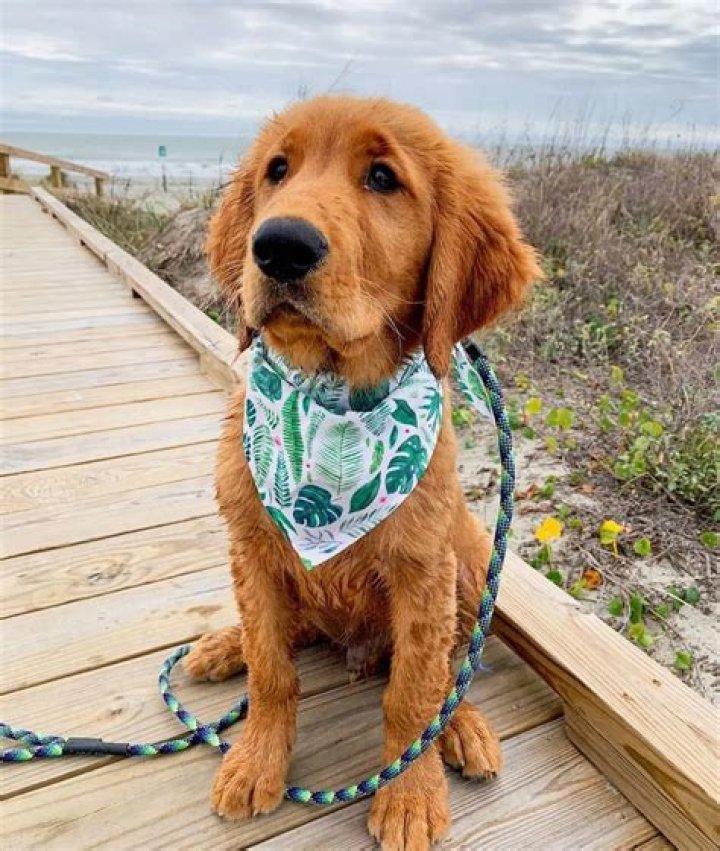 Is PackLeashes.com and @DogsOfThePack a Scam? A Review for Pet Influencers