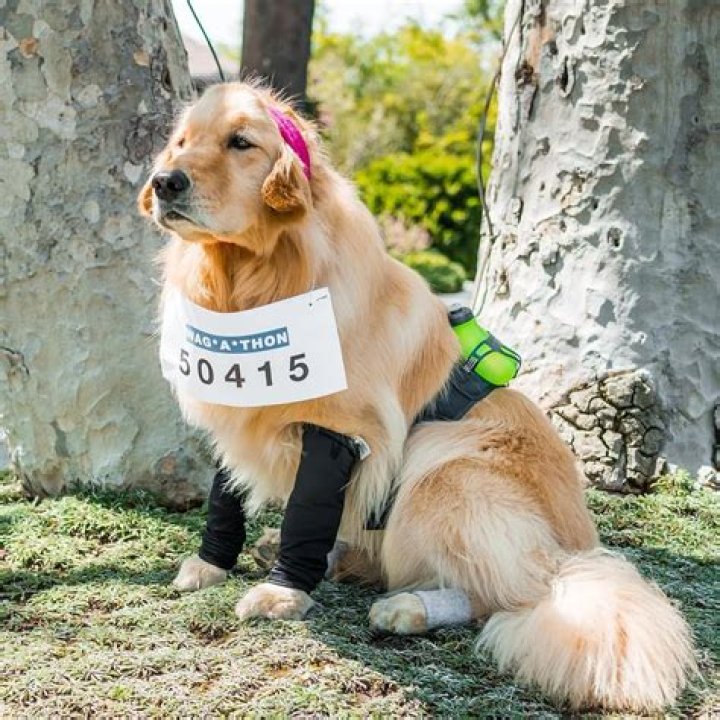 Jennifer Garner Posts Touching Tribute to Pet Chicken, Regina George, & Replaces Her With Ants
