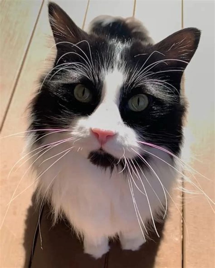 Joey Jordison Pets - Celebrity Pets