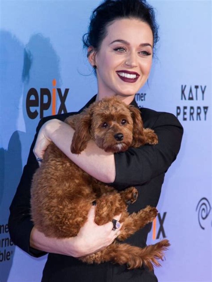 Katy Perry Pets - Celebrity Pets