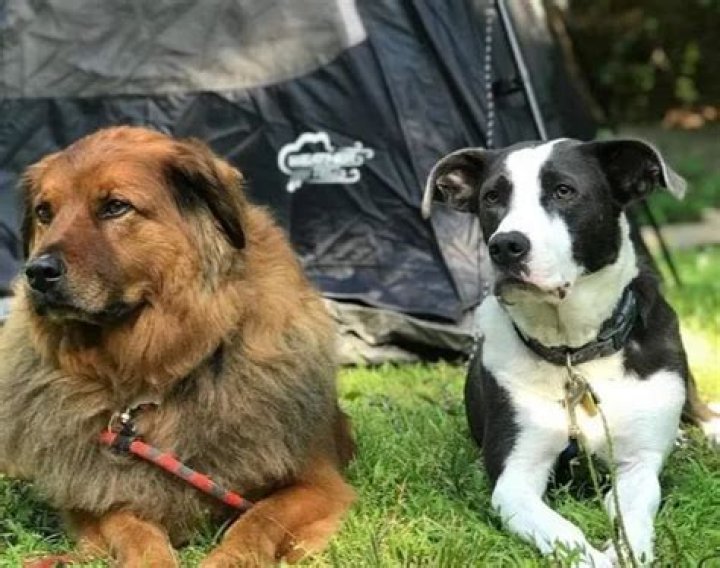 Kristen Schaal Pets - Celebrity Pets