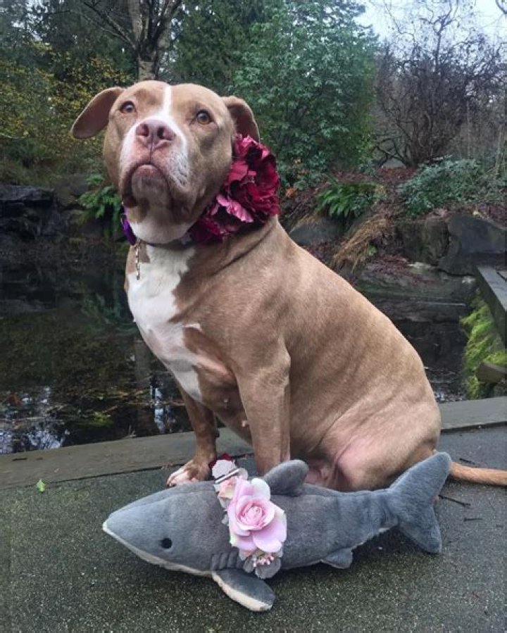 Lexy The Elderbull a Senior Pitbull Rescued From Backyard Breeder: Learns How To Play