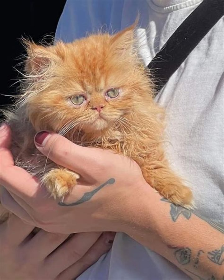 Lil Mabu Pets - Celebrity Pets