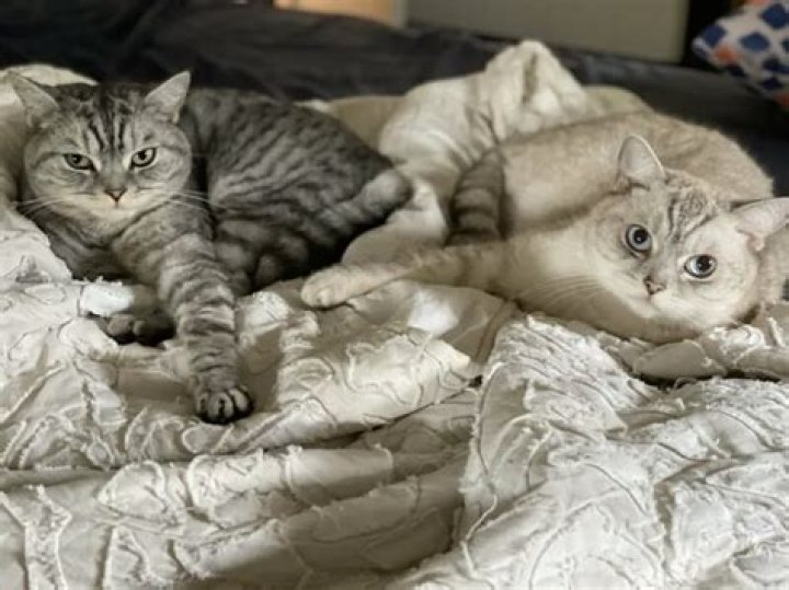 Lindsey Way (Lyn-Z) Pets - Celebrity Pets