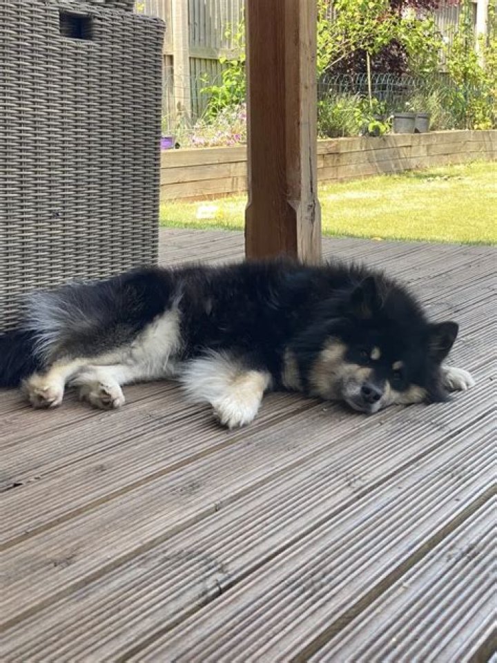 Lizzie (LDShadowLady) Pets - Celebrity Pets