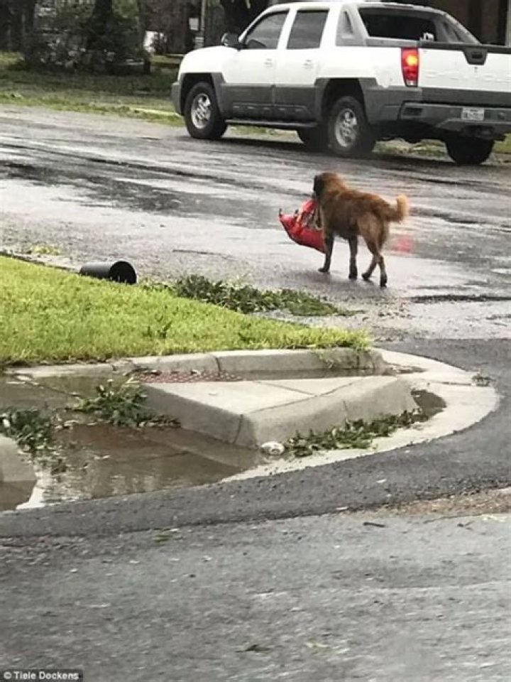 Looting dog Otis takes advantage of Hurricane Harvey to score kibble