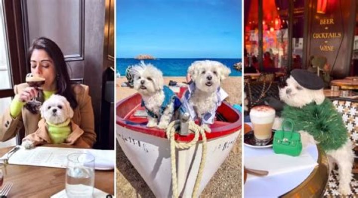 Maltese Brothers Dior and Obi-Wan are Peak “Summering in Europe” Goals (@the_doggie_days)