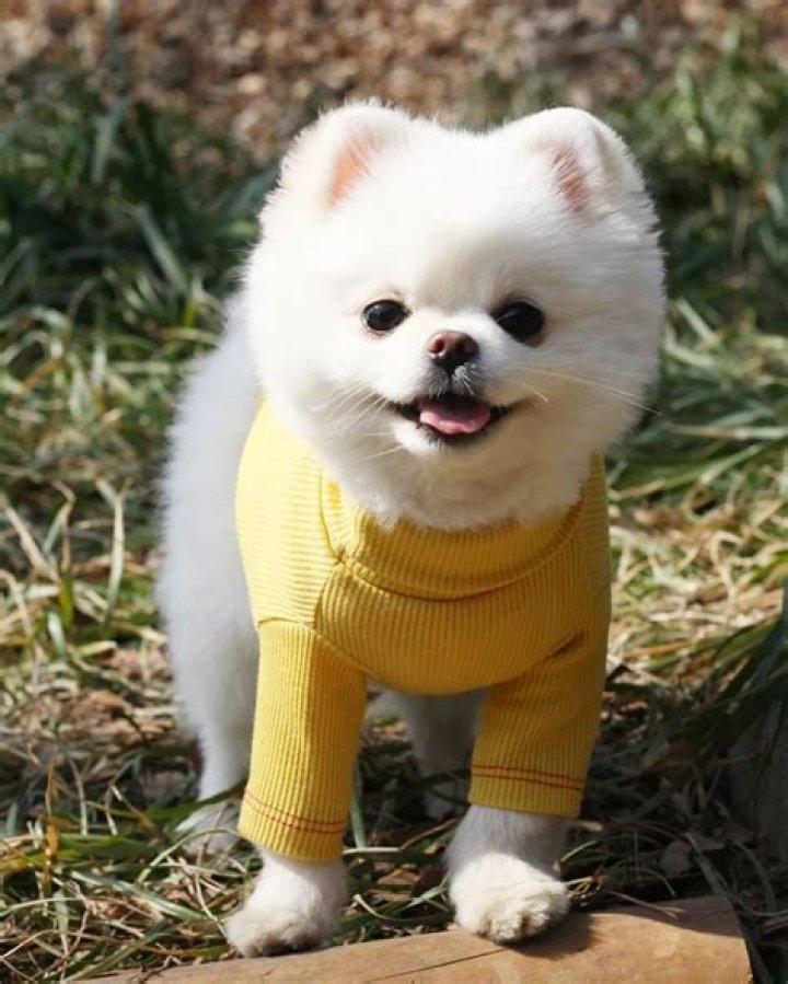 Mango the pomeranian is cuter than everything, wins competition as proof