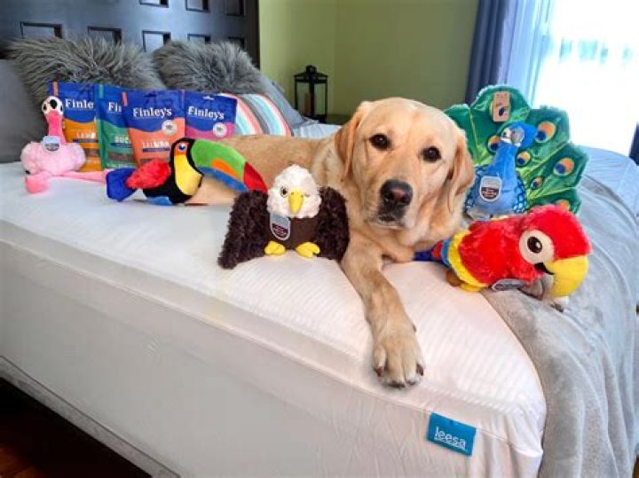 Meet Magnus, The Therapy Dog Who’s Bringing Joy To The Terminally Ill