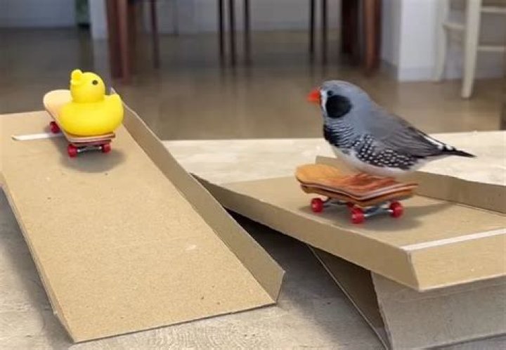Meet Mamé the skateboarding zebra finch