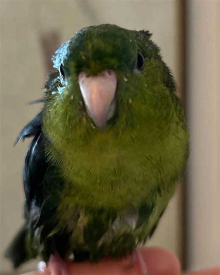 Megan Fahlenbock Pets - Celebrity Pets