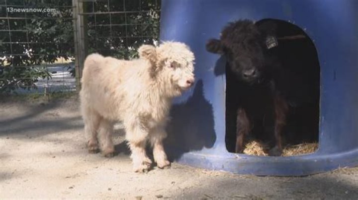 Merlin, the TikTok Famous Pig, Rescued a Baby Cow from an Abusive Petting Zoo