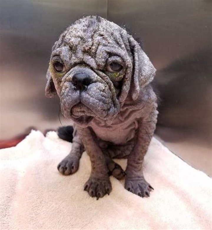 Neglected Hairless Pug Rescued, Healed & Transformed