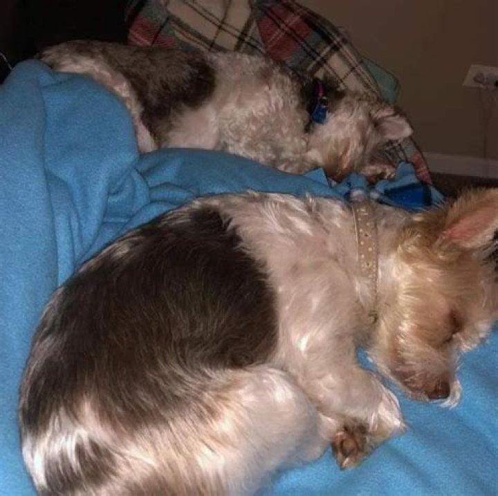 Ninja (Tyler Blevins) Pets - Celebrity Pets