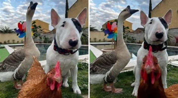 Nino the Bull Terrier and Rillette the Goose Are Best Friends (Oh, And Also Georgette the Chicken)
