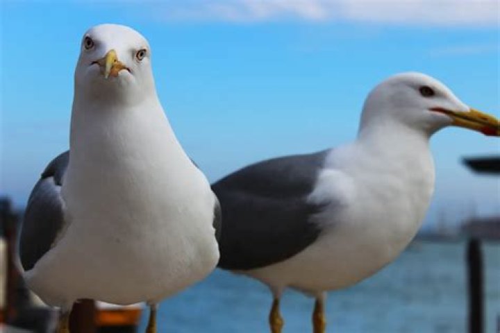 Seagull bandit steals camera, takes it for an aerial joy ride