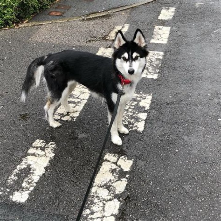 SeaPeeKay (Callum Knight) Pets - Celebrity Pets