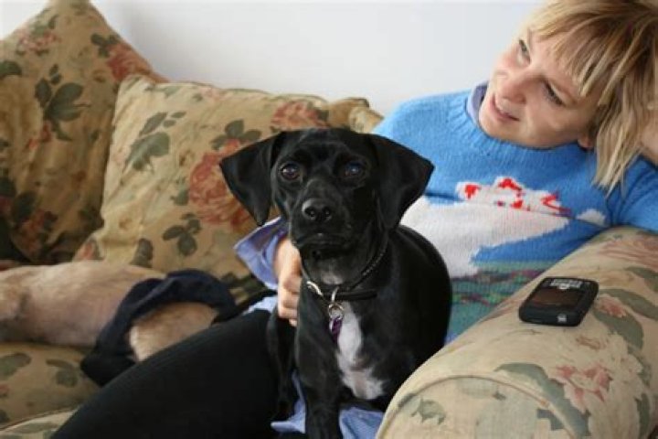 Sia (Singer) Pets - Celebrity Pets