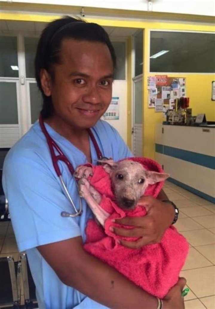 Stray sick dog risked jumping in a stranger’s car, saving her life