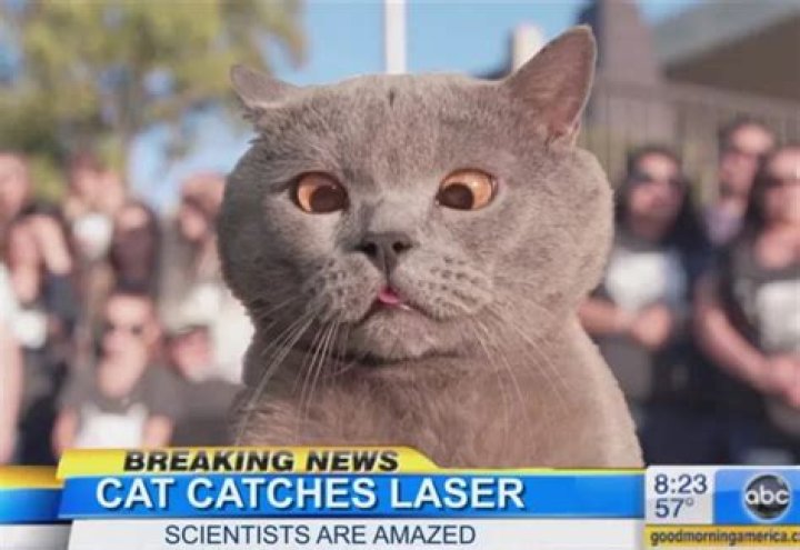 “The cat who finally caught the laser” and more hilarious cat videos from Aaron’s Animals