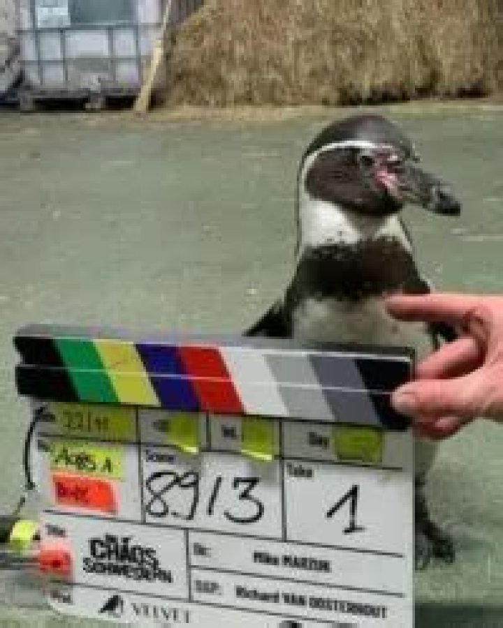The jet-set life of Chester – Penguin and professional actor