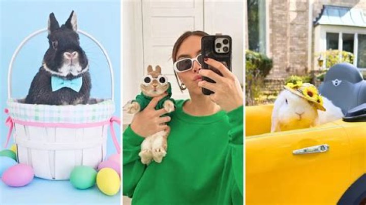 The Top 10 Bunny Influencers on Instagram