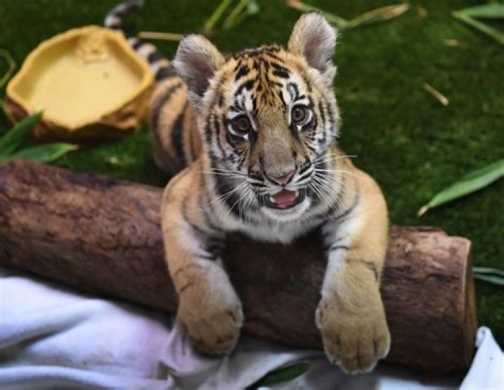 Tiger Cub Smuggled Over the Border in Duffle Bag, Barely Survives
