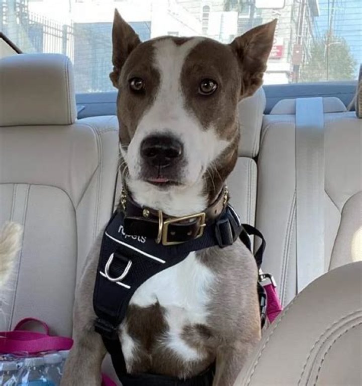 Tom Sandoval Pets - Celebrity Pets