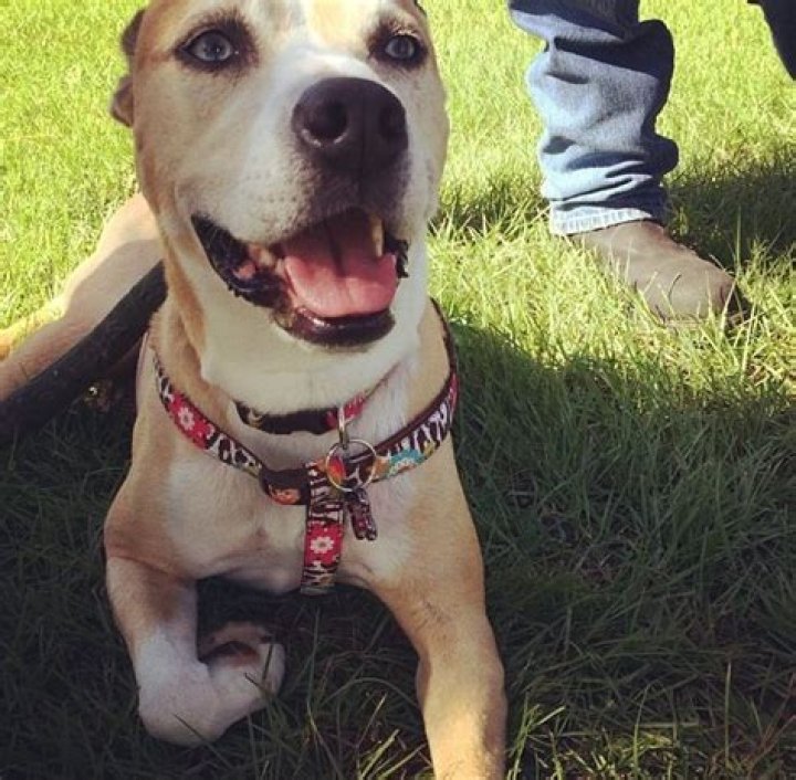 Top 10 Celebrities and Their Pitbulls