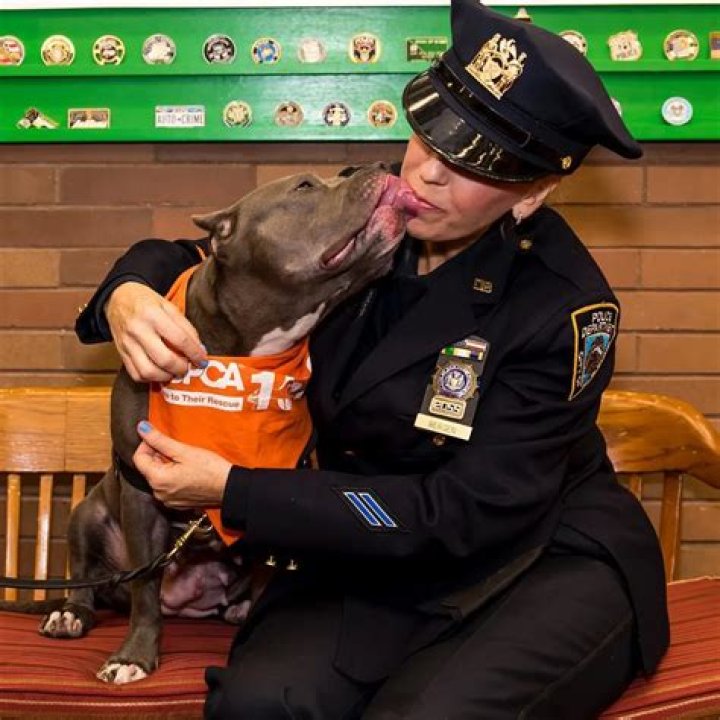 Top 5 Pitbull Rescues from the K9 Unit