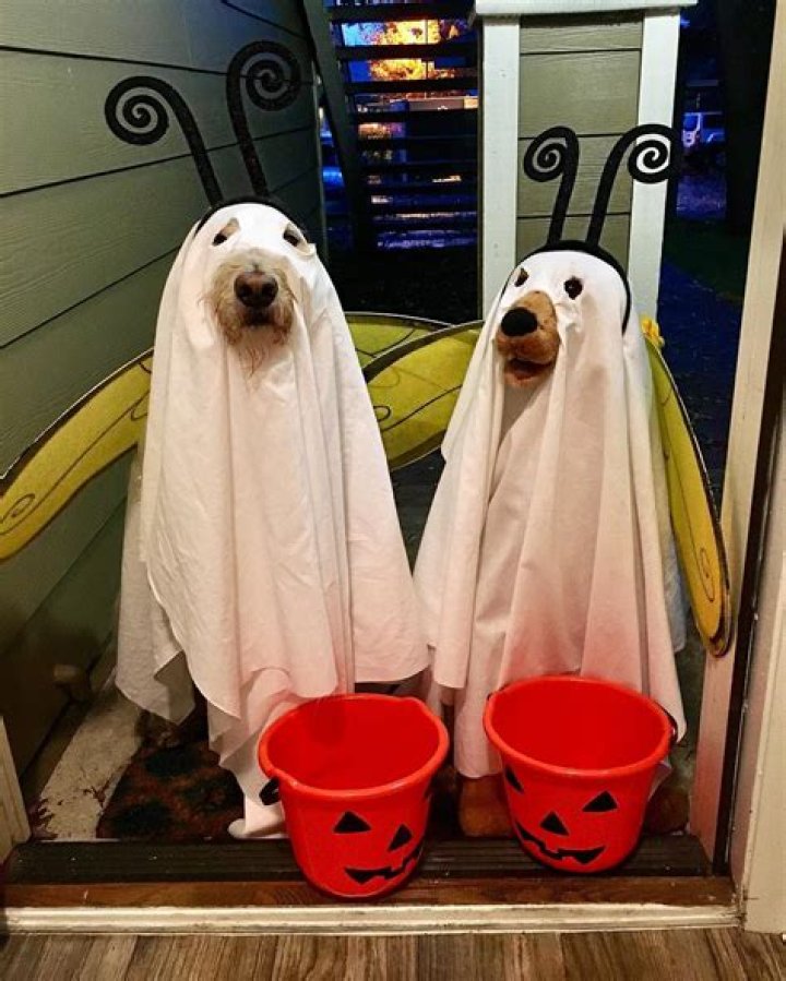 Top Ten Pet Halloween Costumes in 2017