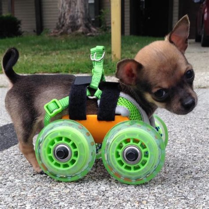 TurboRoo – The 2Legged Chihuahua That Isn’t Slowing Down With His 3D Printed Wheels