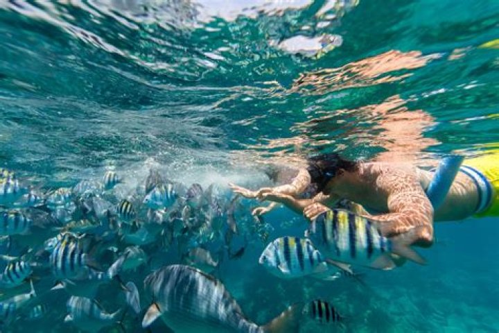 Where to Go Snorkeling in Bermuda