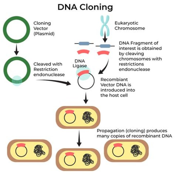 Who's really behind the cloning and experiments?